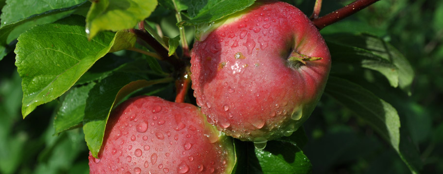 Яблочный компот на зиму: 17 простых рецептов со стерилизацией и без